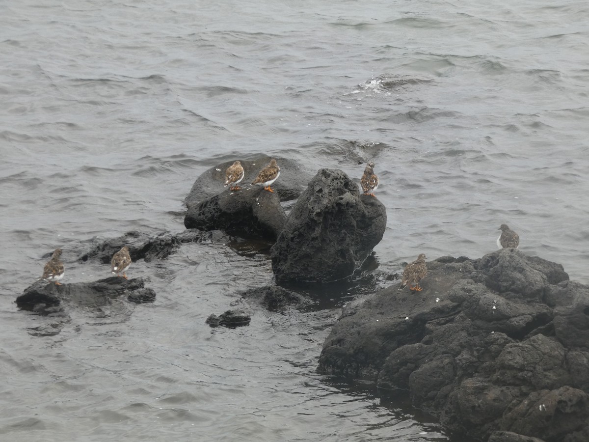 Ruddy Turnstone - ML643932054