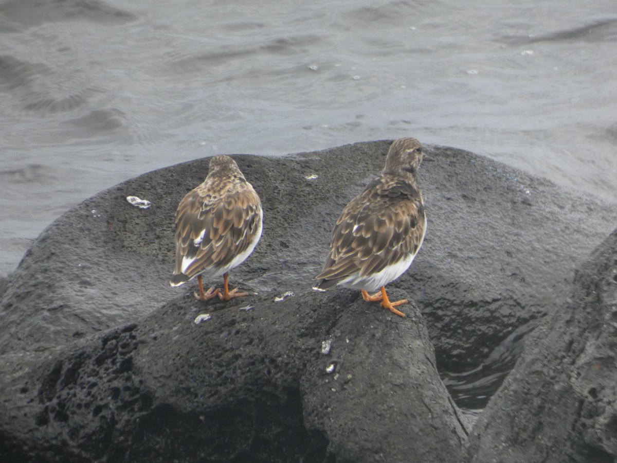 Ruddy Turnstone - ML643932055