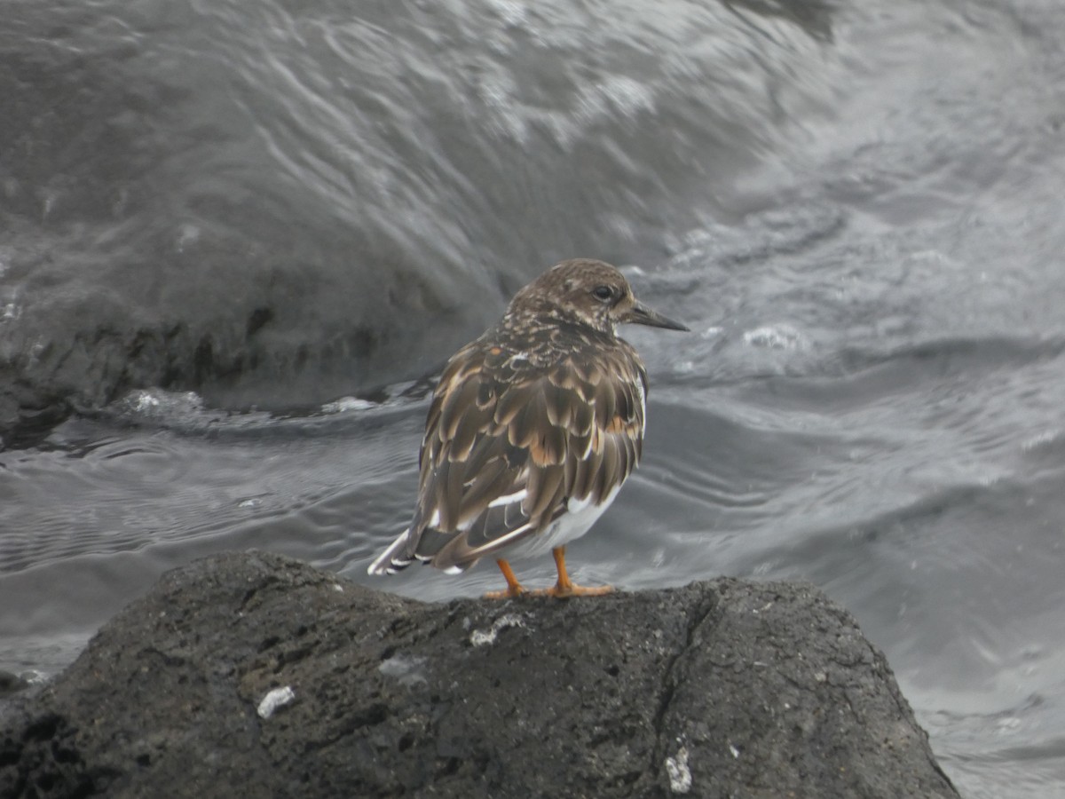Ruddy Turnstone - ML643932056