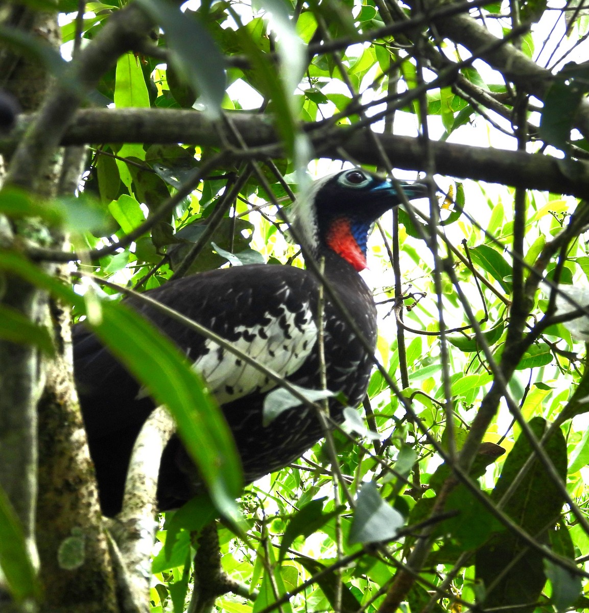 Black-fronted Piping-Guan - ML643932062