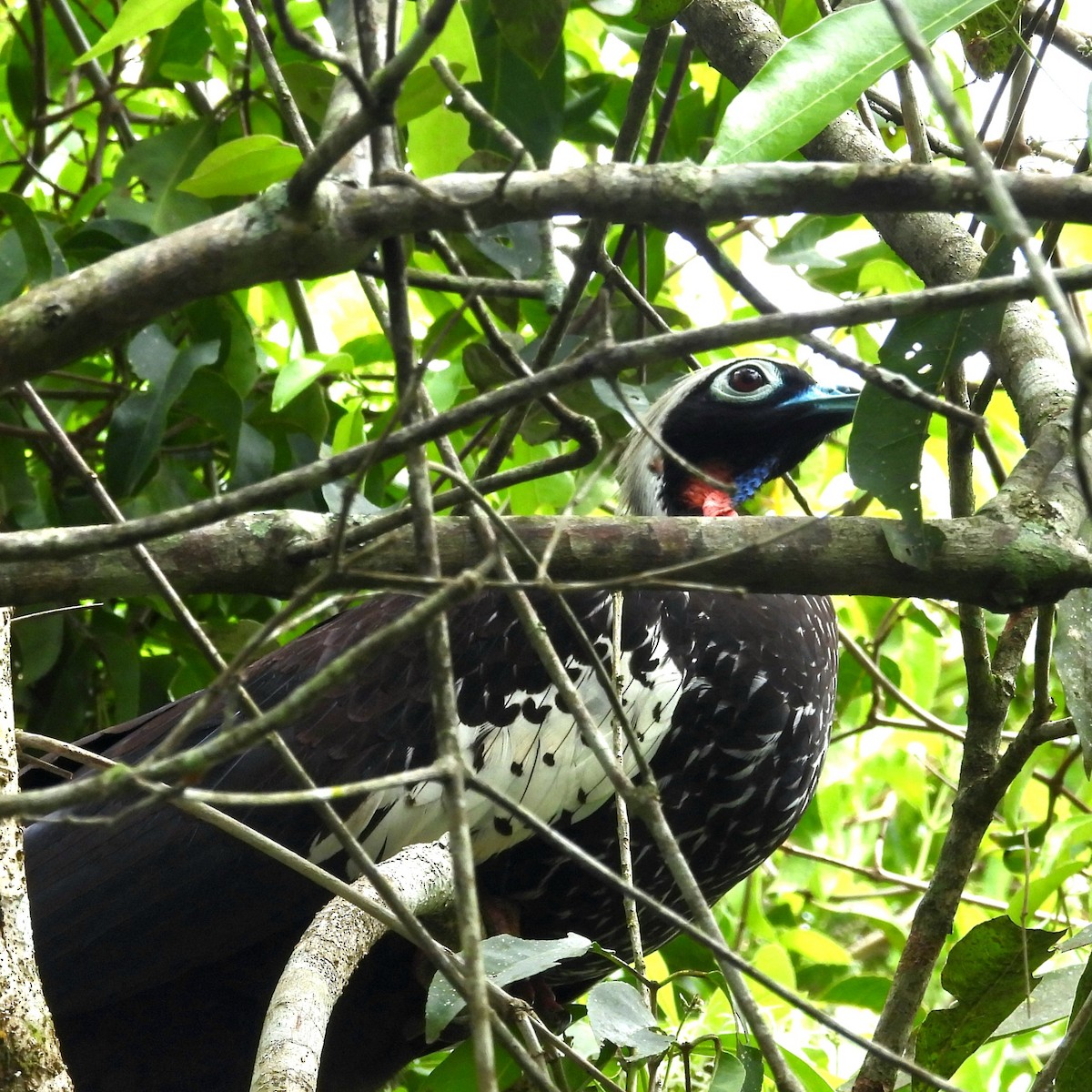 Black-fronted Piping-Guan - ML643932063