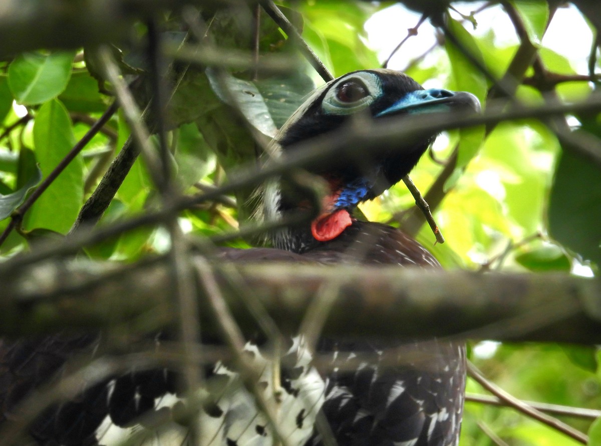 Black-fronted Piping-Guan - ML643932064