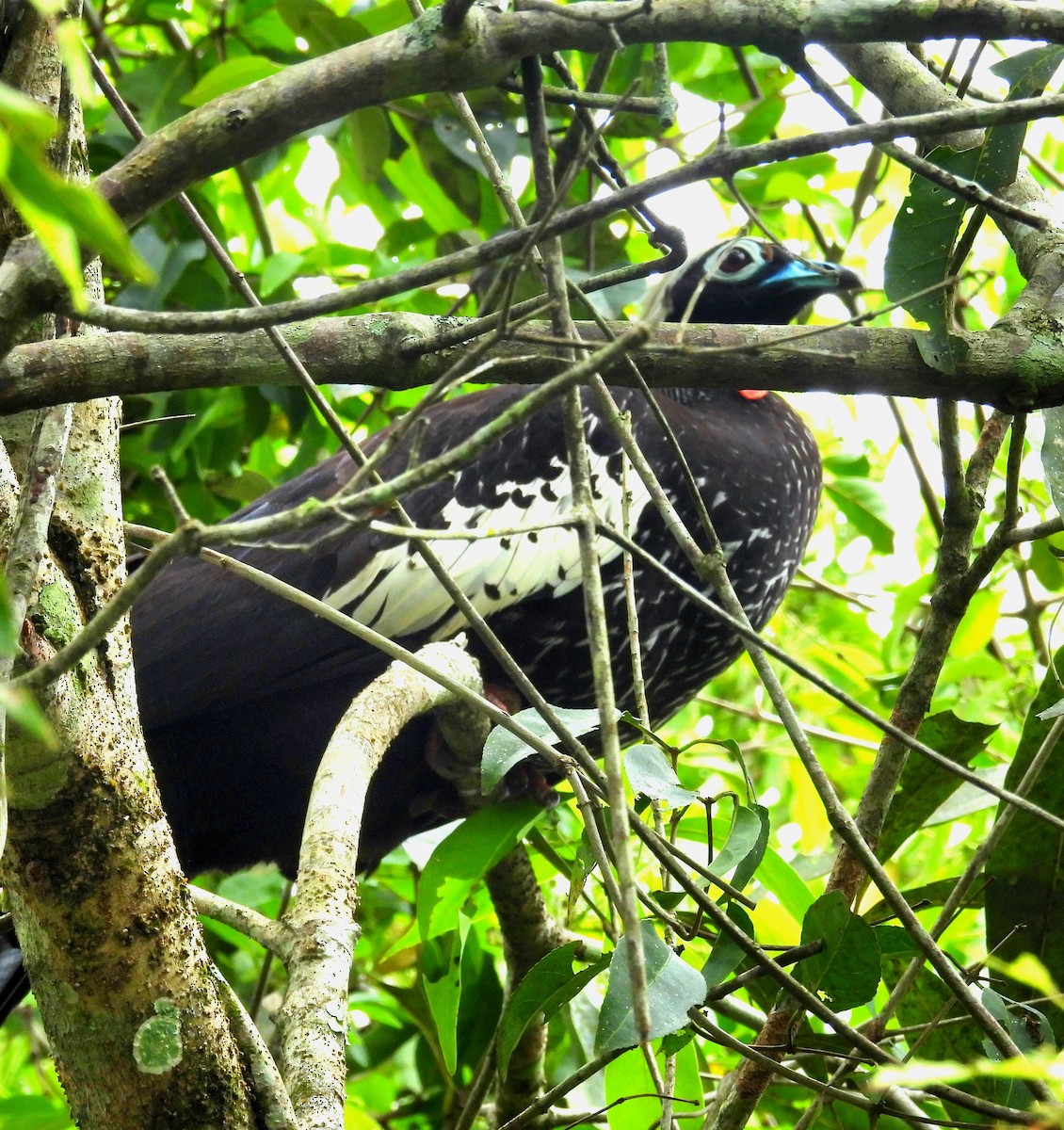 Black-fronted Piping-Guan - ML643932065