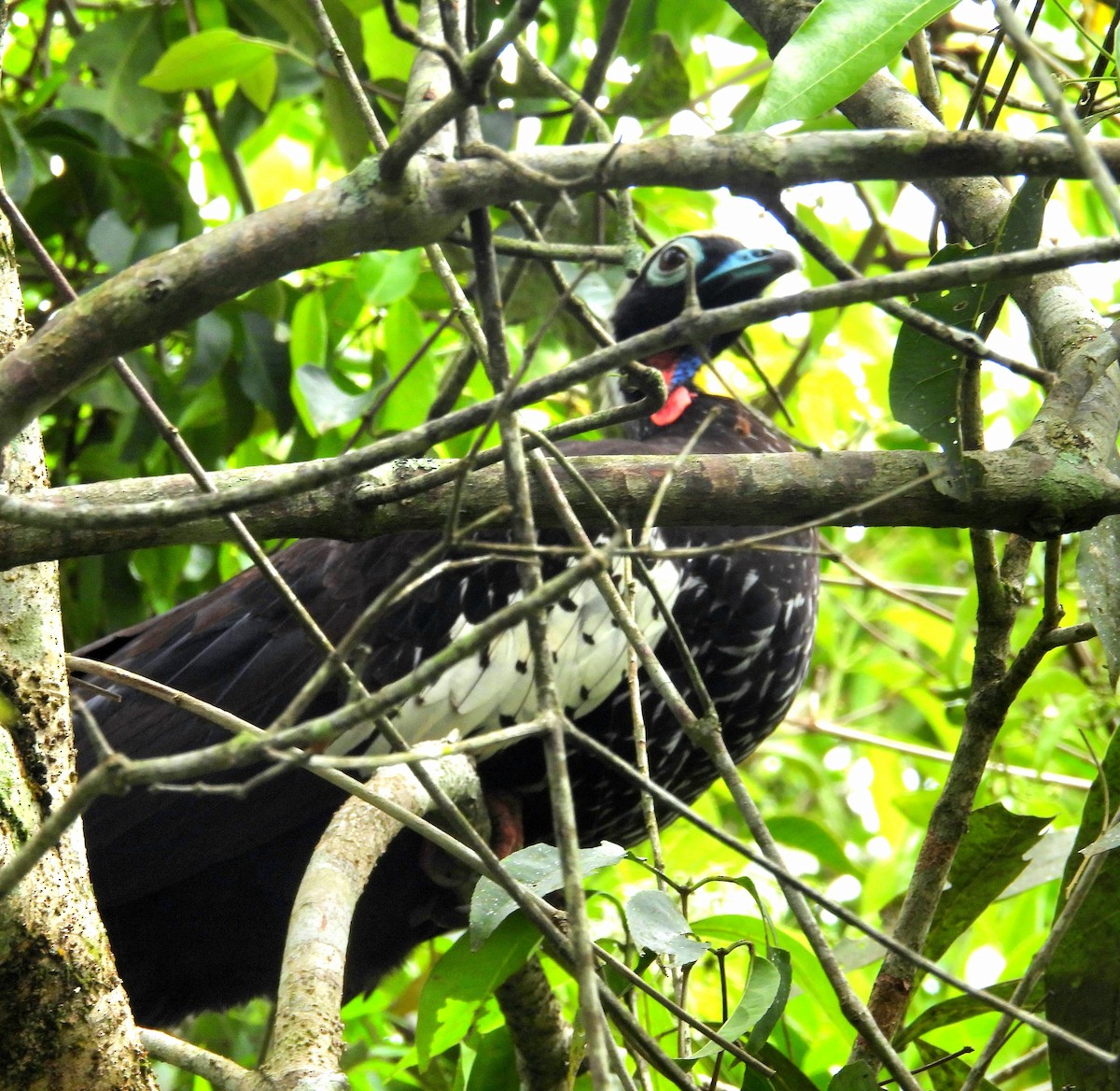 Black-fronted Piping-Guan - ML643932066