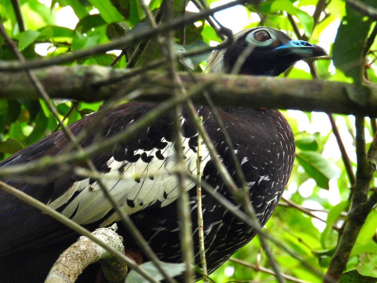Black-fronted Piping-Guan - ML643932067