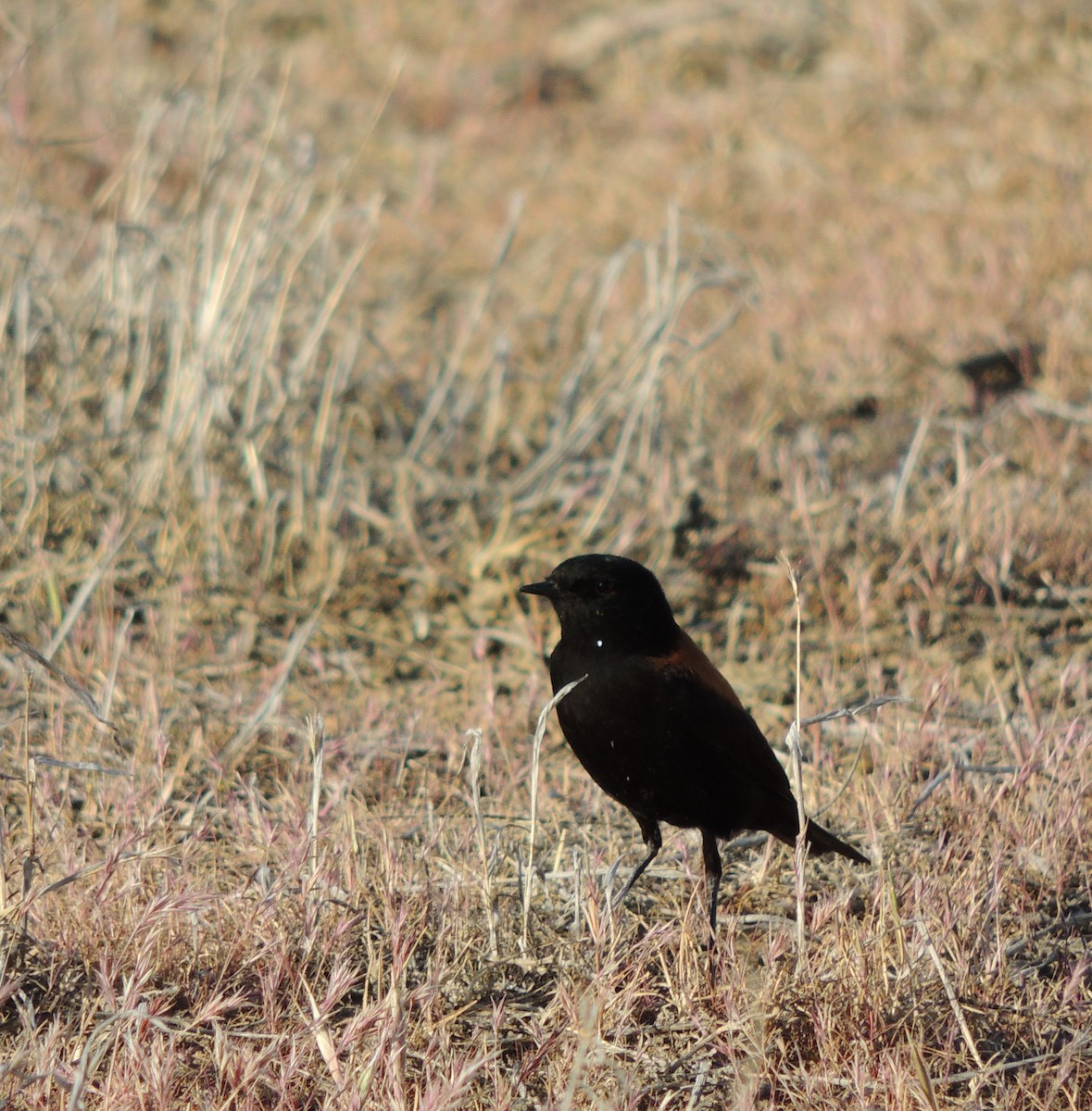 Austral Negrito - ML643932069