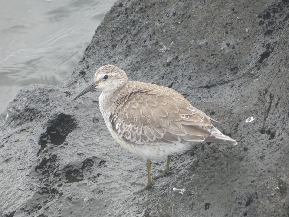 Red Knot - ML643932070