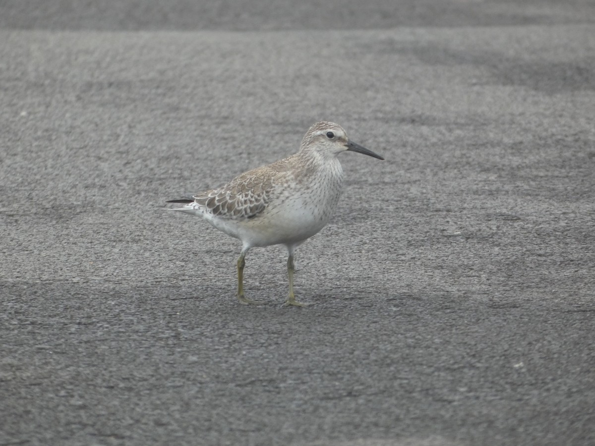 Red Knot - ML643932071