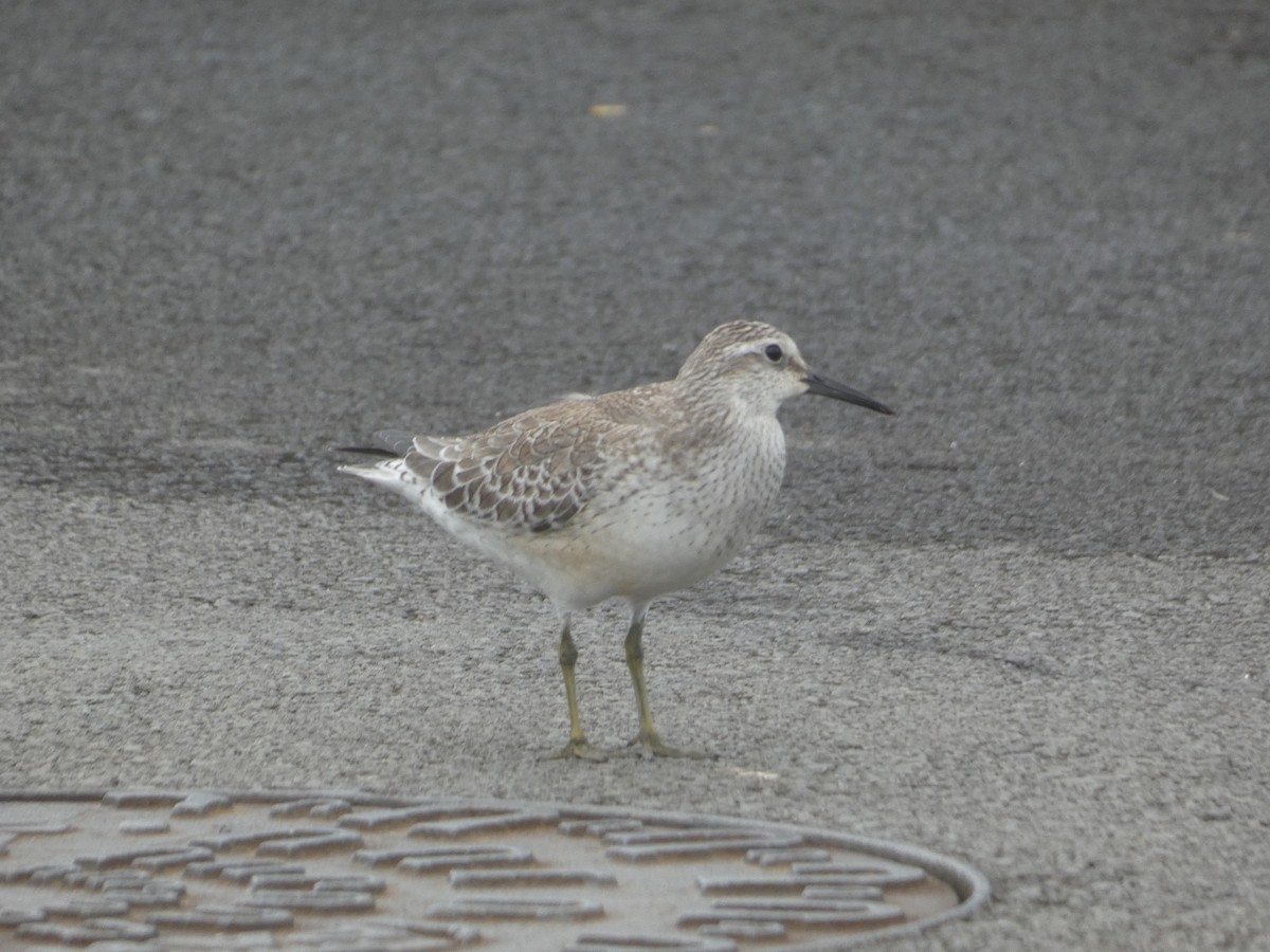 Red Knot - ML643932072