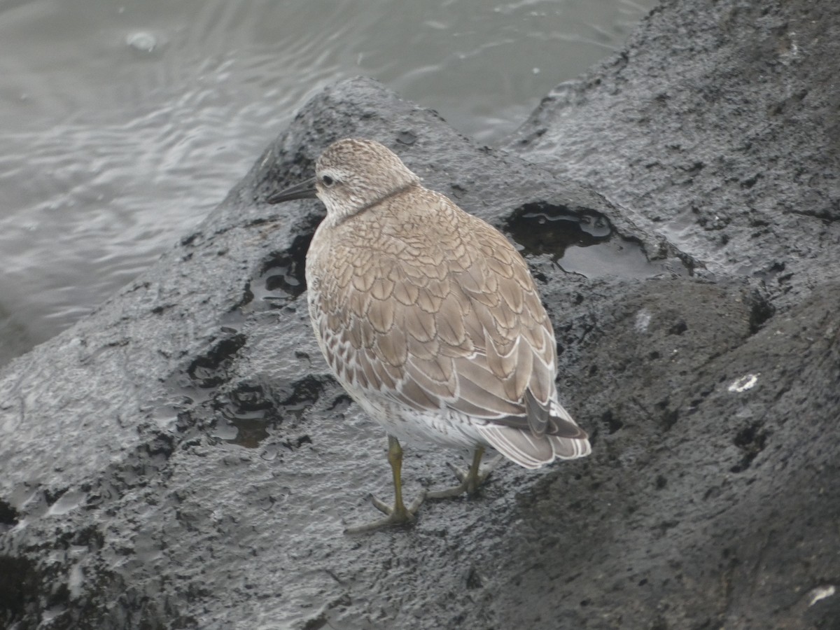 Red Knot - ML643932073