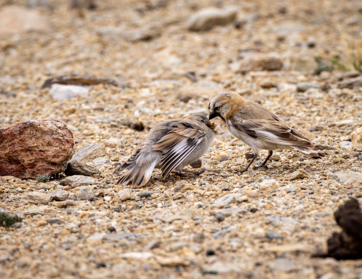 Blanford's Snowfinch - ML643932075