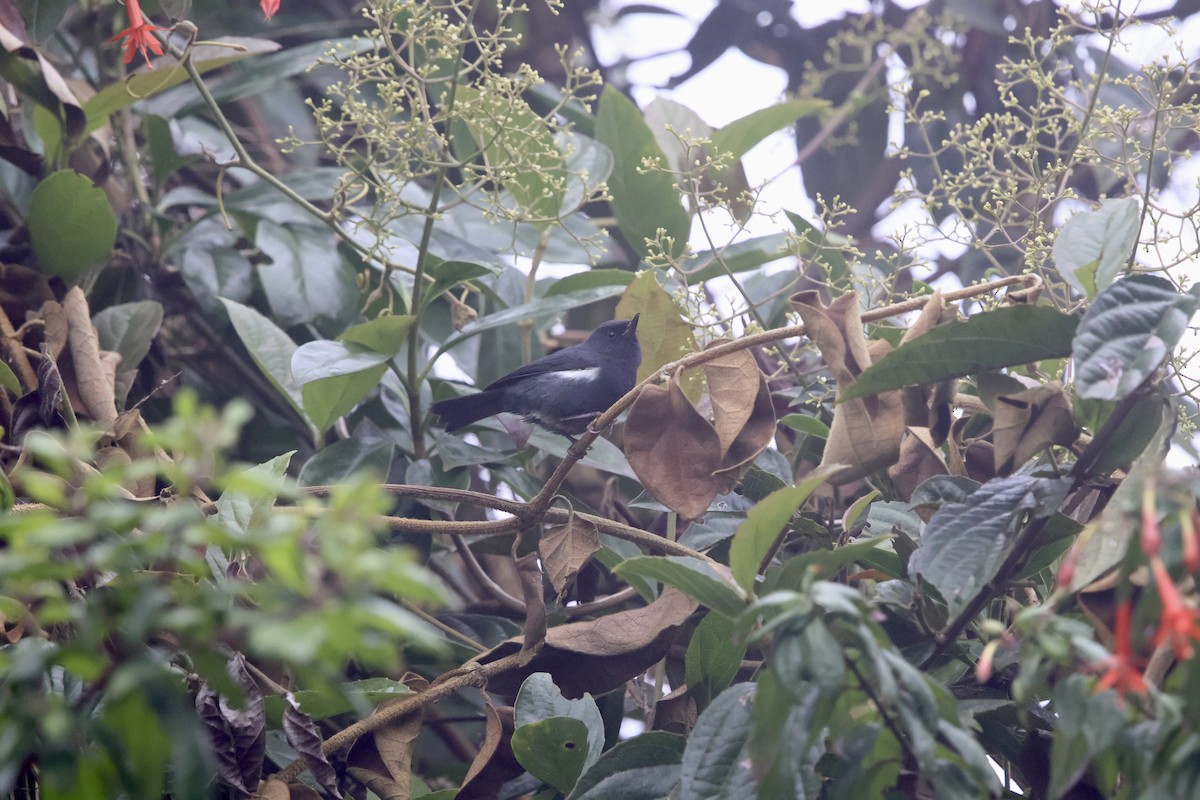 White-sided Flowerpiercer - ML643932087