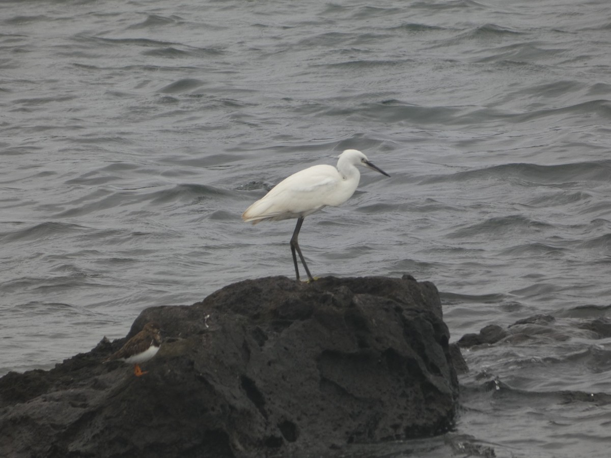 Little Egret - ML643932103