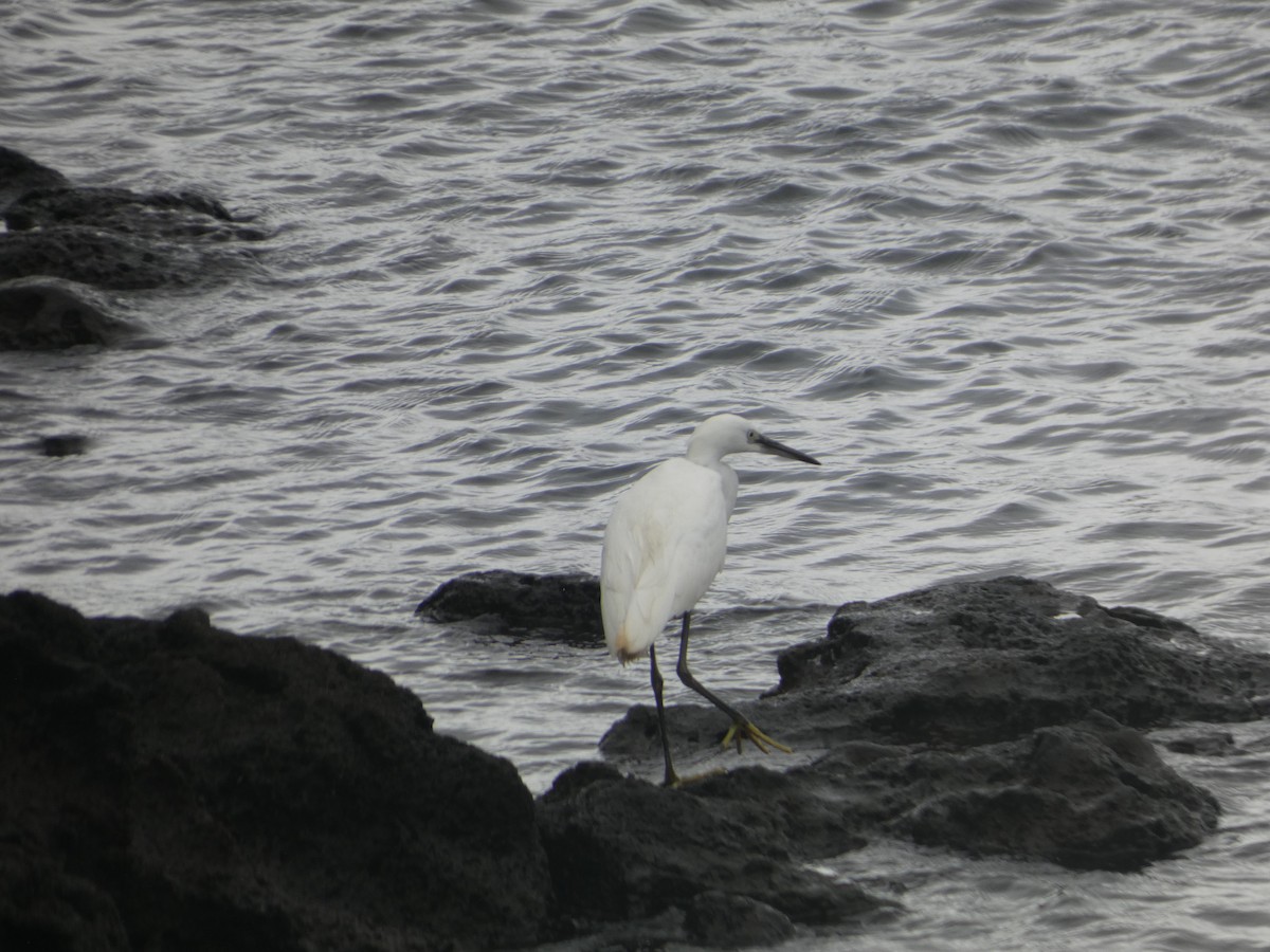 Little Egret - ML643932104