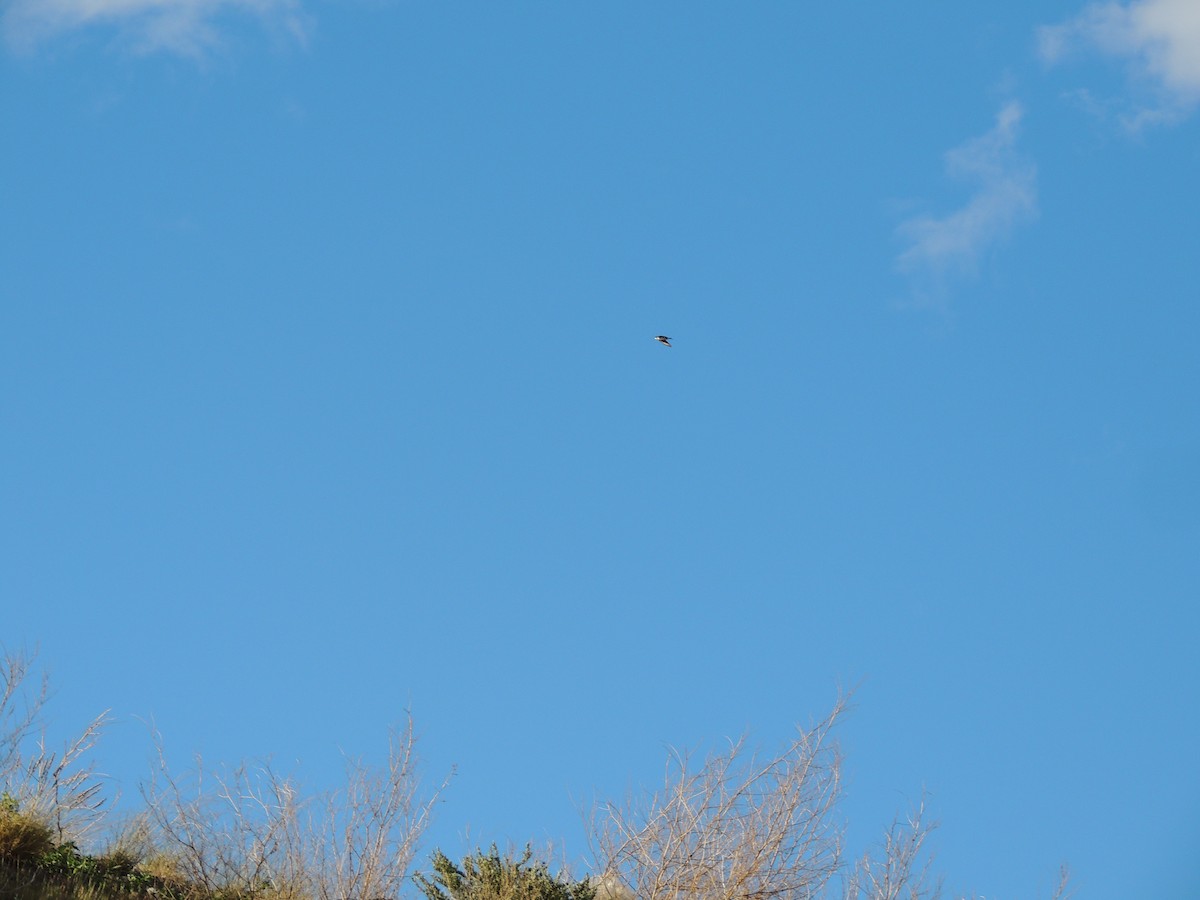 Chilean Swallow - ML643932106