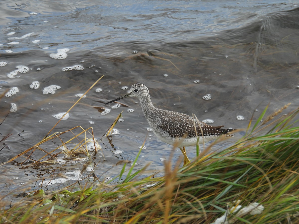 Greater Yellowlegs - ML643932109