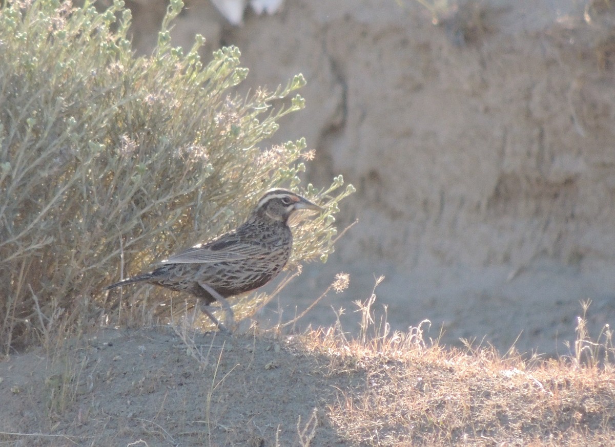 Long-tailed Meadowlark - ML643932125