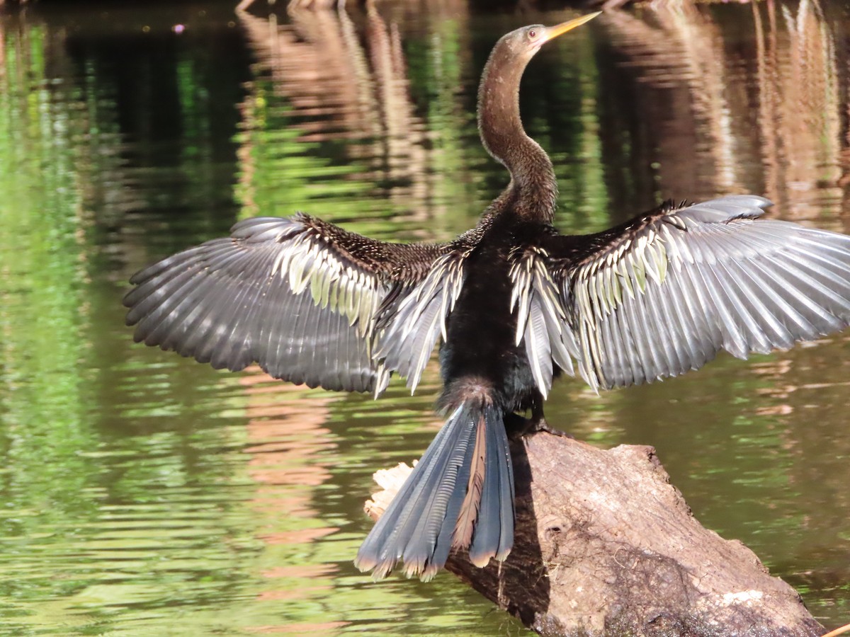 anhinga americká - ML643932129