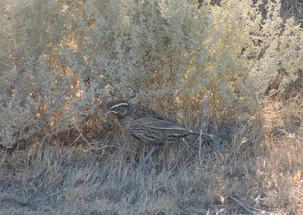 Long-tailed Meadowlark - ML643932130