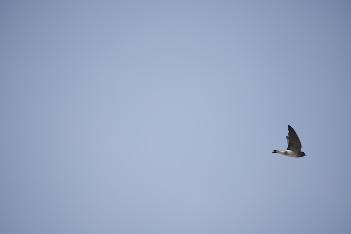 Streak-throated Swallow - ML643932134