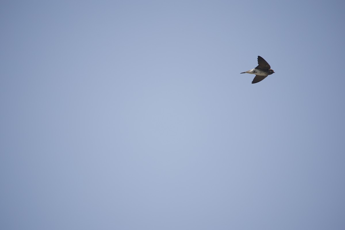 Streak-throated Swallow - ML643932136