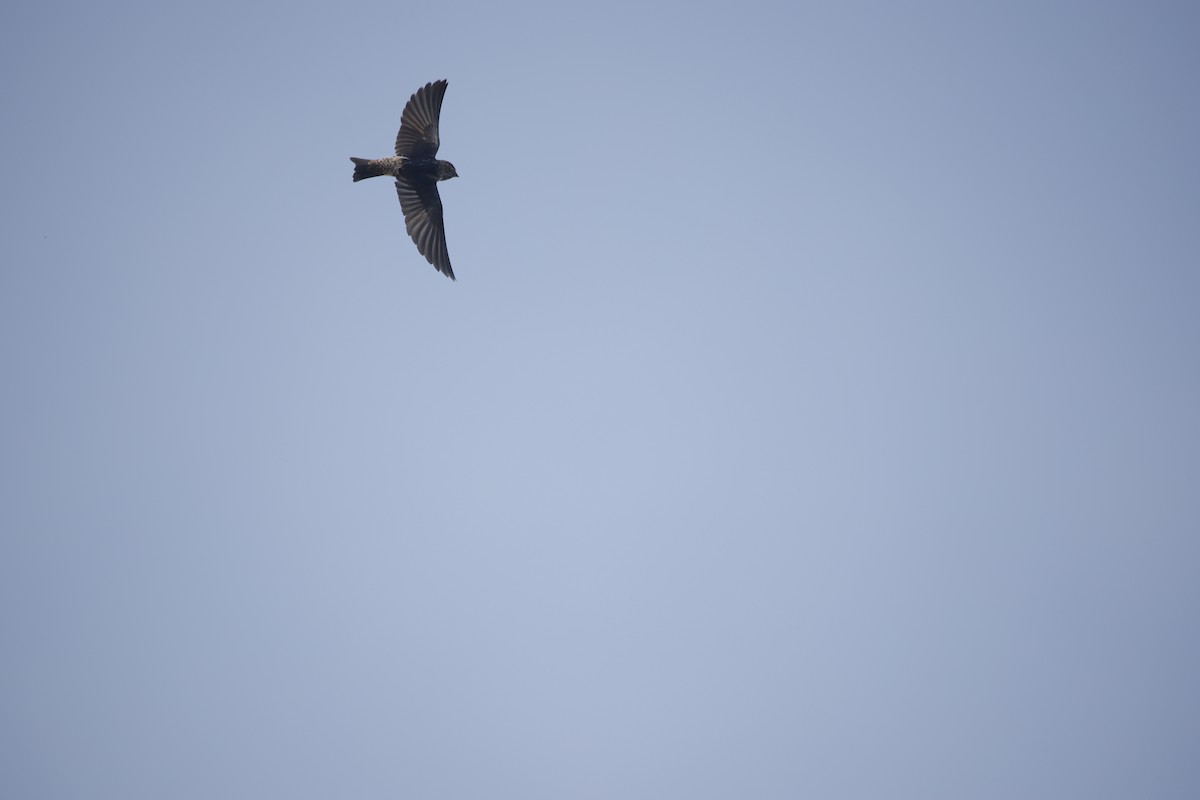 Streak-throated Swallow - ML643932137