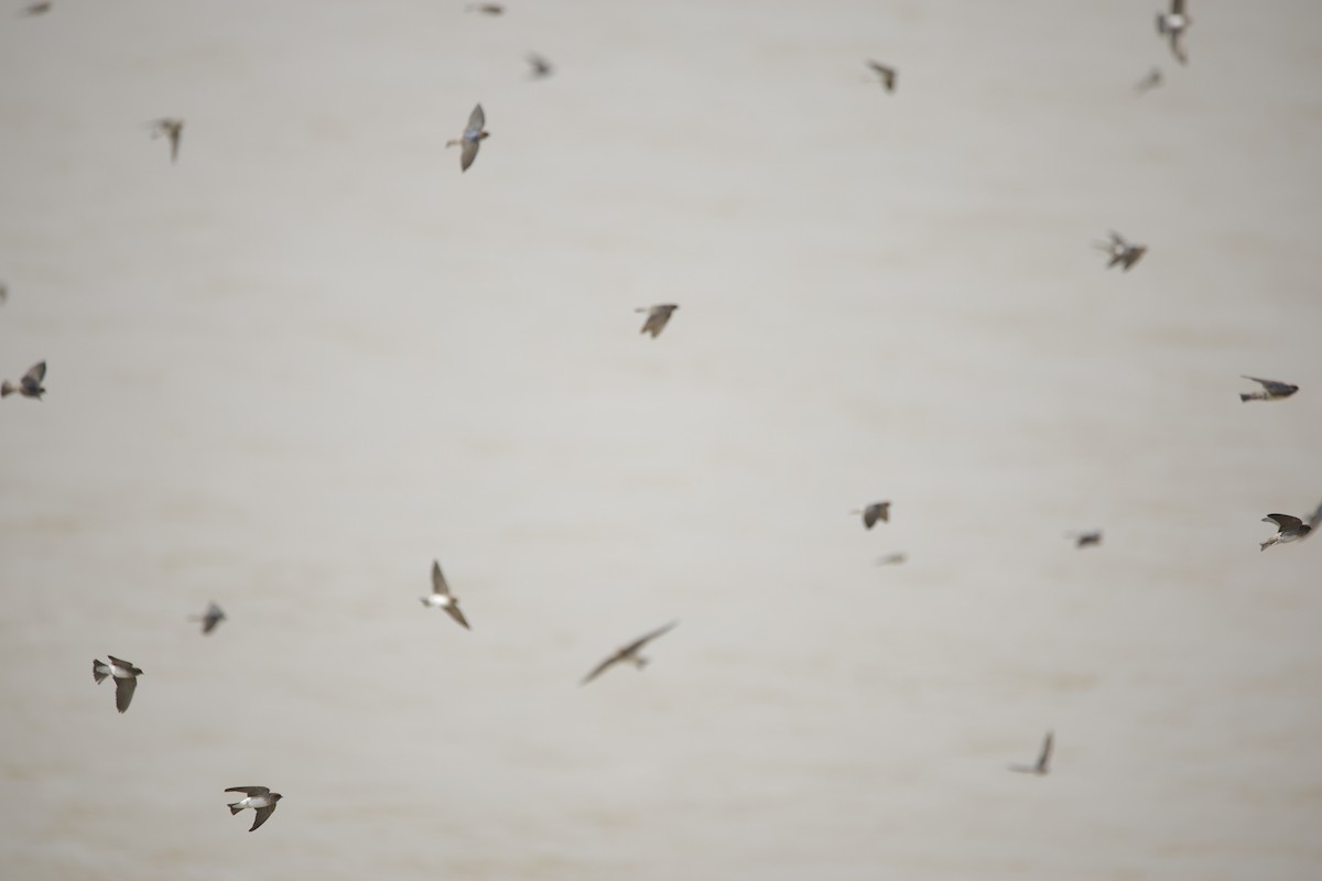 Streak-throated Swallow - ML643932138