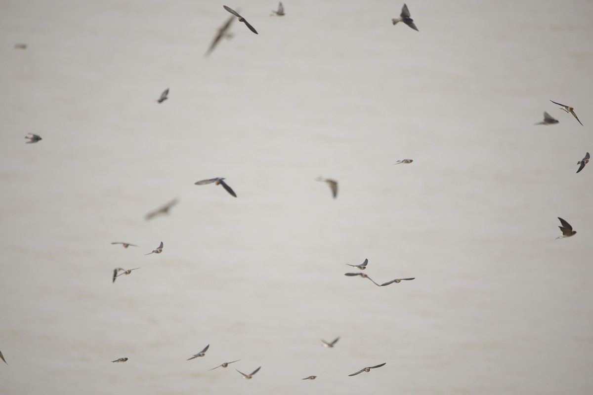 Streak-throated Swallow - ML643932139