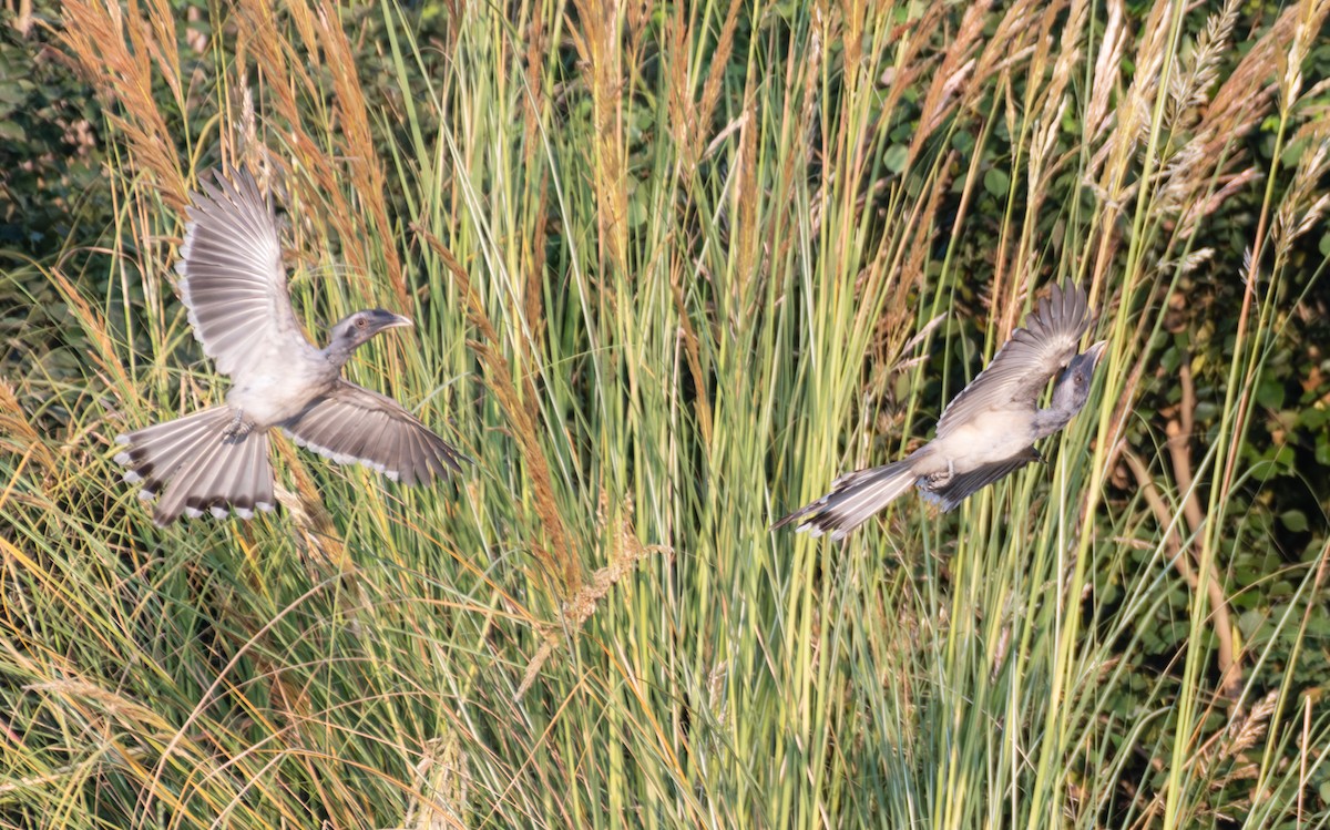 Indian Gray Hornbill - ML643932141