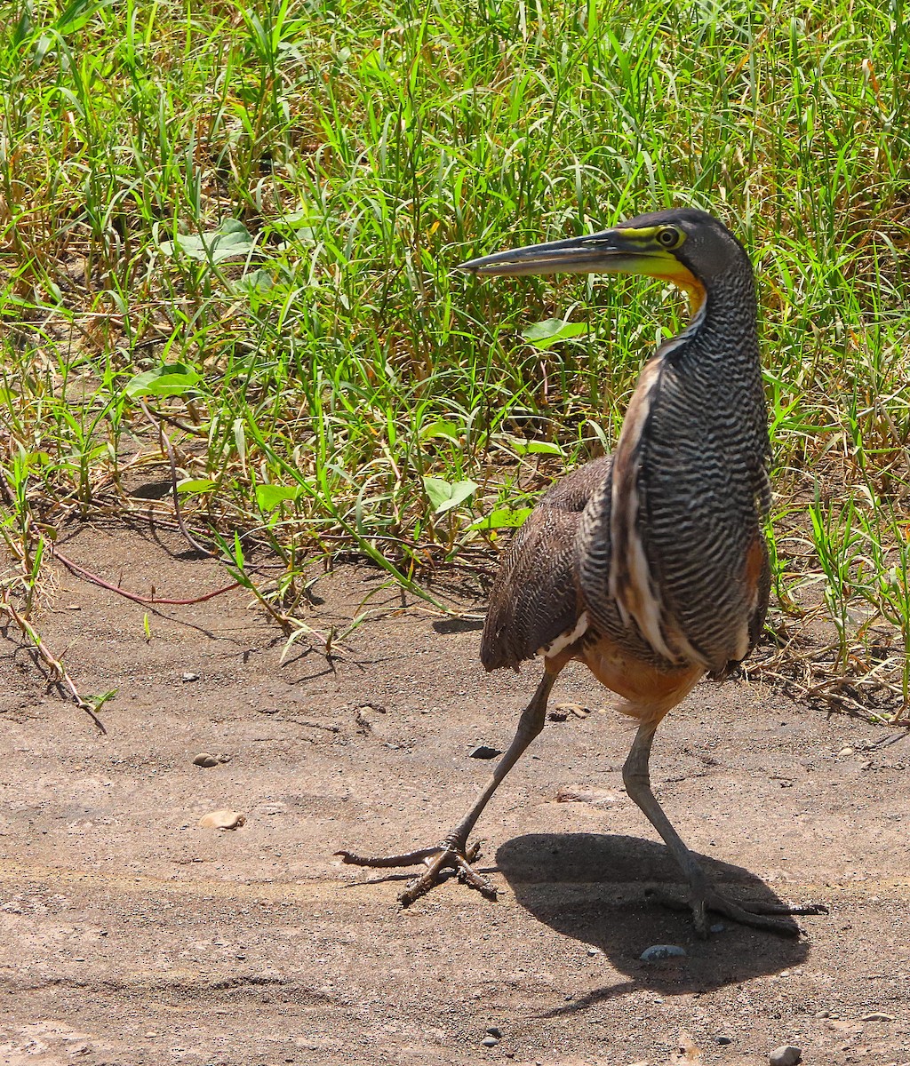 bukač středoamerický - ML643932144