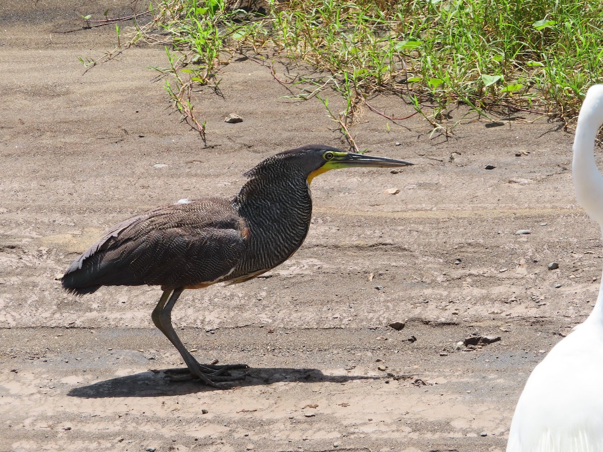 bukač středoamerický - ML643932145