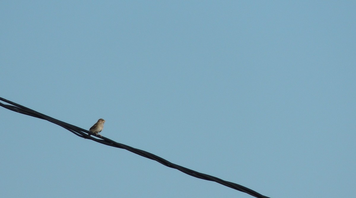 Patagonian Yellow-Finch - ML643932146