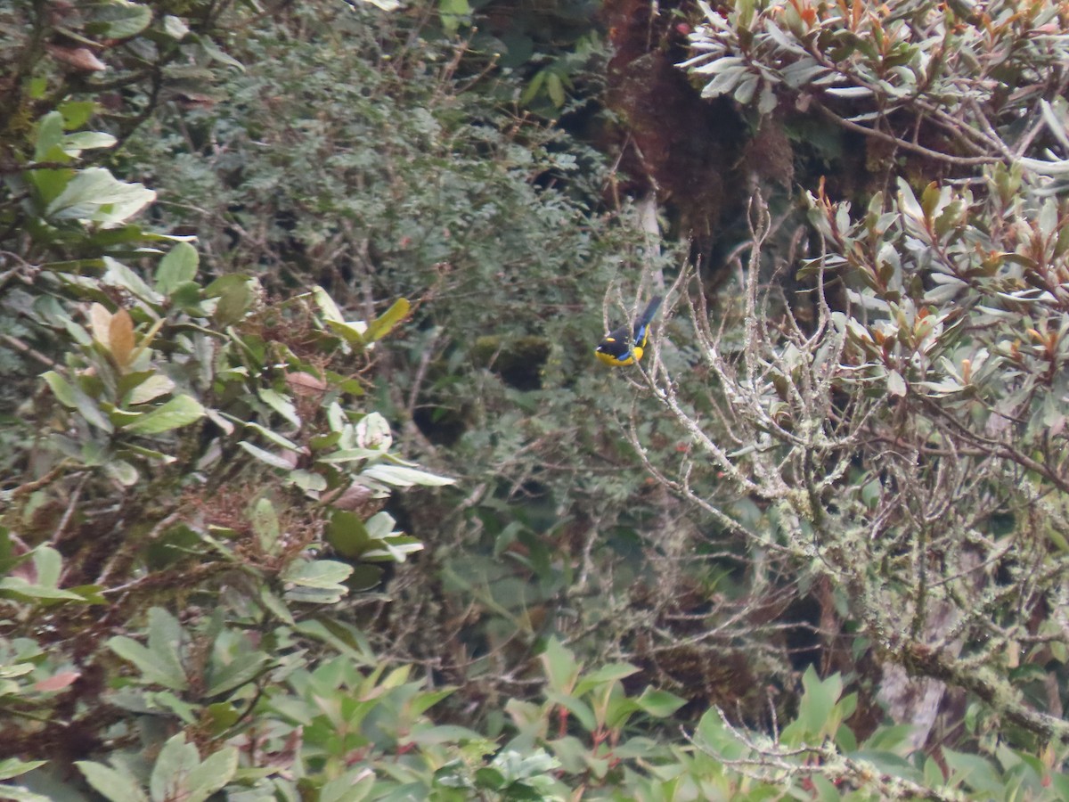 Blue-winged Mountain Tanager - ML643932151