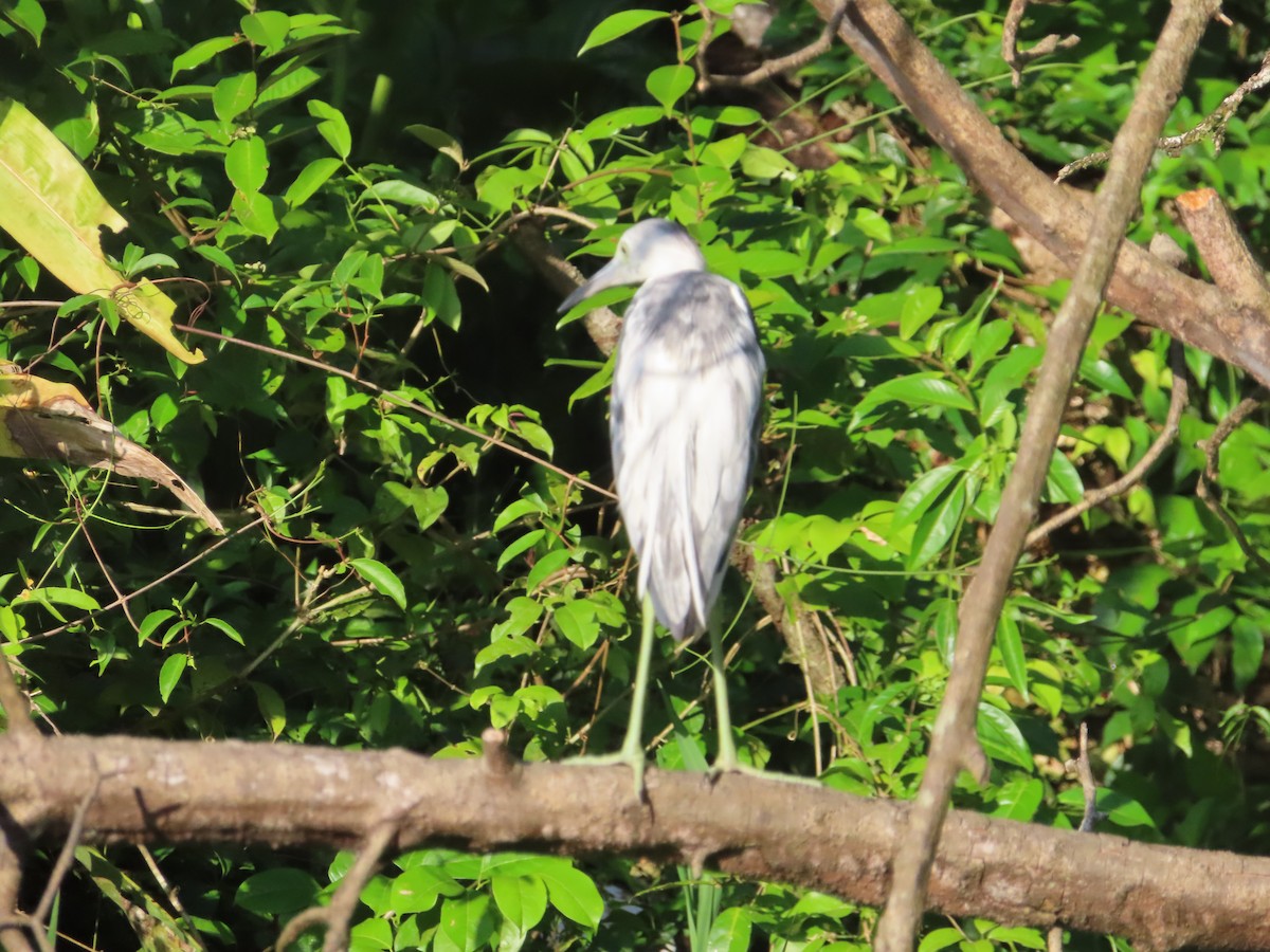 volavka modrošedá - ML643932160