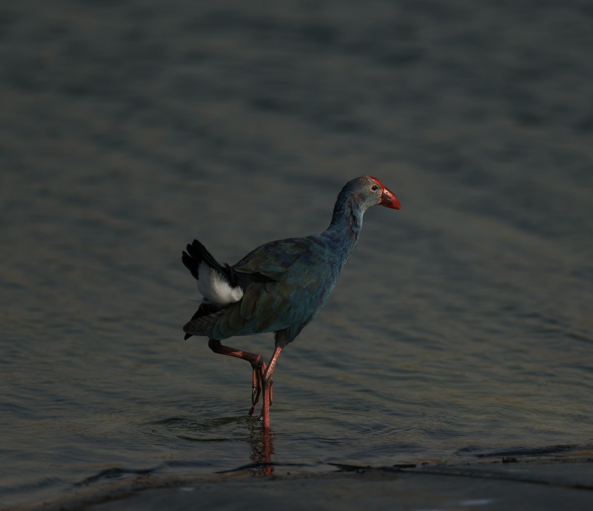 Uroilo urdin burugrisa - ML643932165
