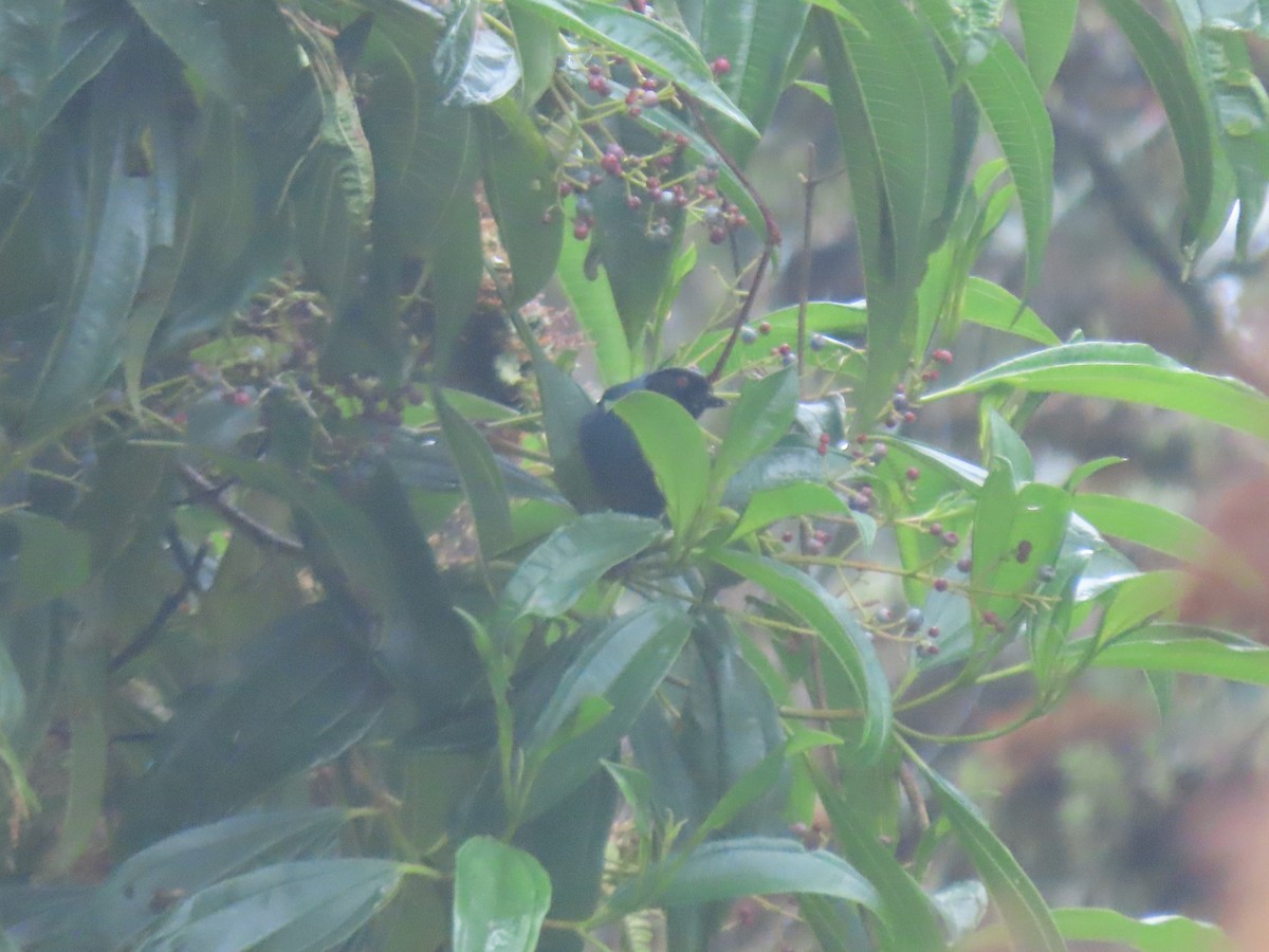 Masked Flowerpiercer - ML643932166