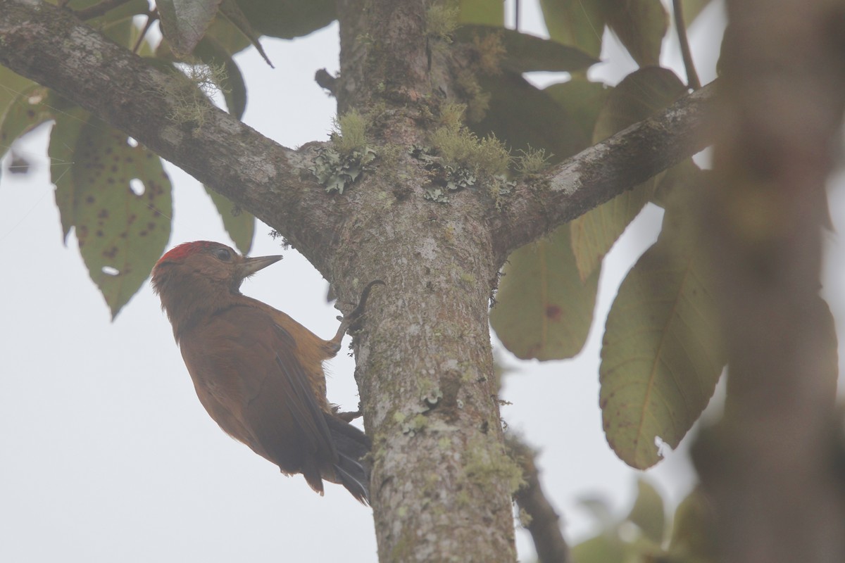 ハゲラ - ML643932168