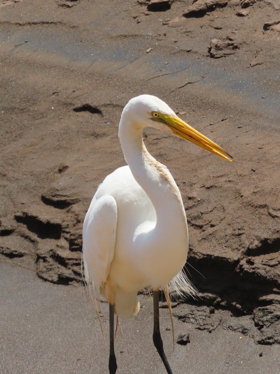 volavka bílá - ML643932170