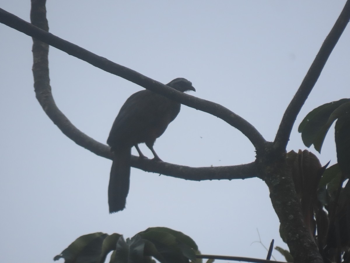 Andean Guan - ML643932176