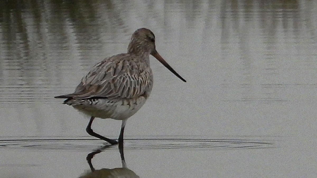Bar-tailed Godwit - ML643932177