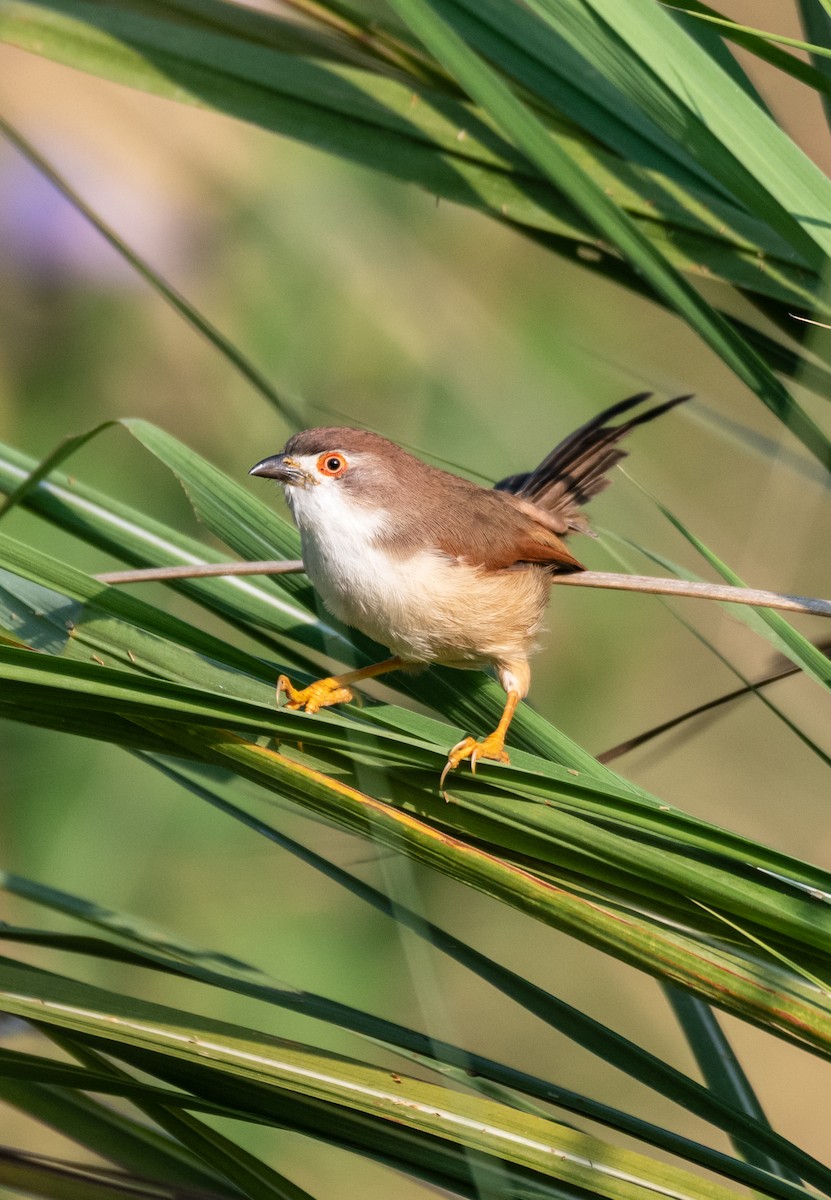 Timalí Ojigualdo - ML643932189