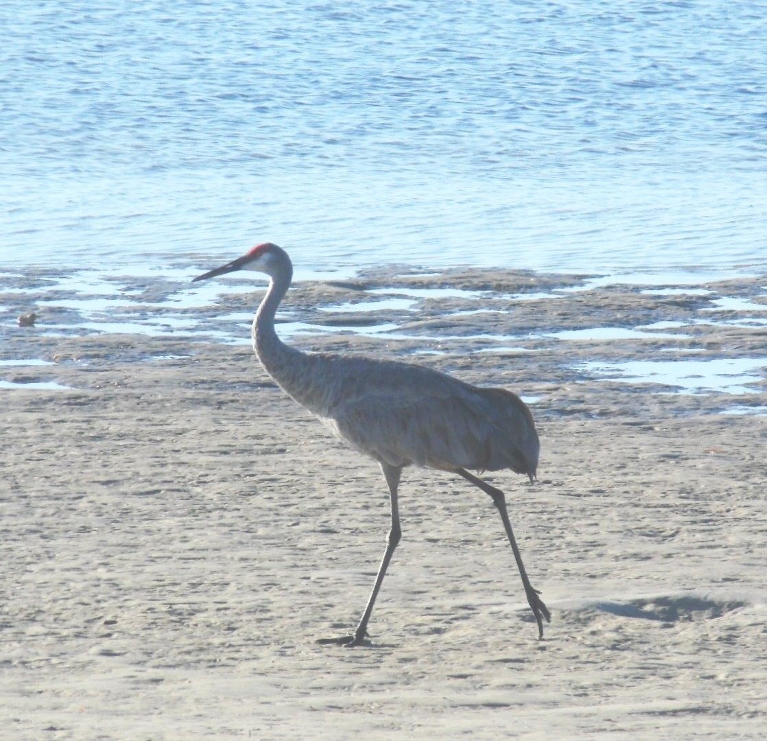 Sandhill Crane - ML643932191