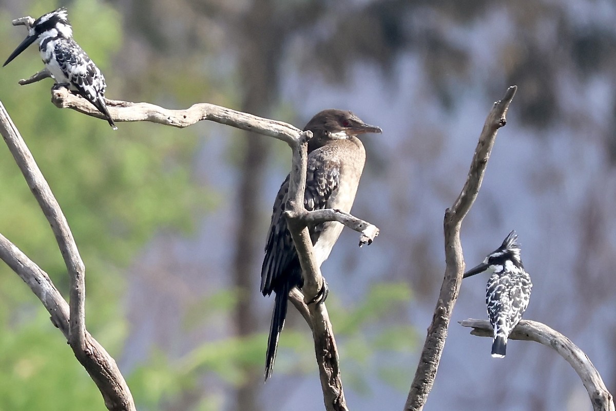Reed Cormorant - ML643932193