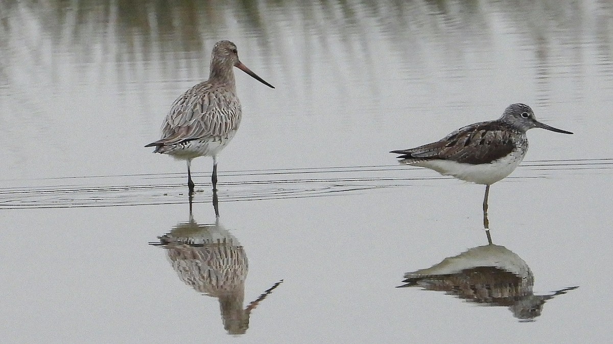 Common Greenshank - ML643932194