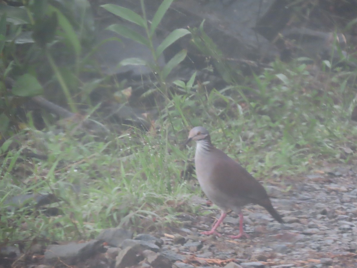 White-throated Quail-Dove - ML643932196