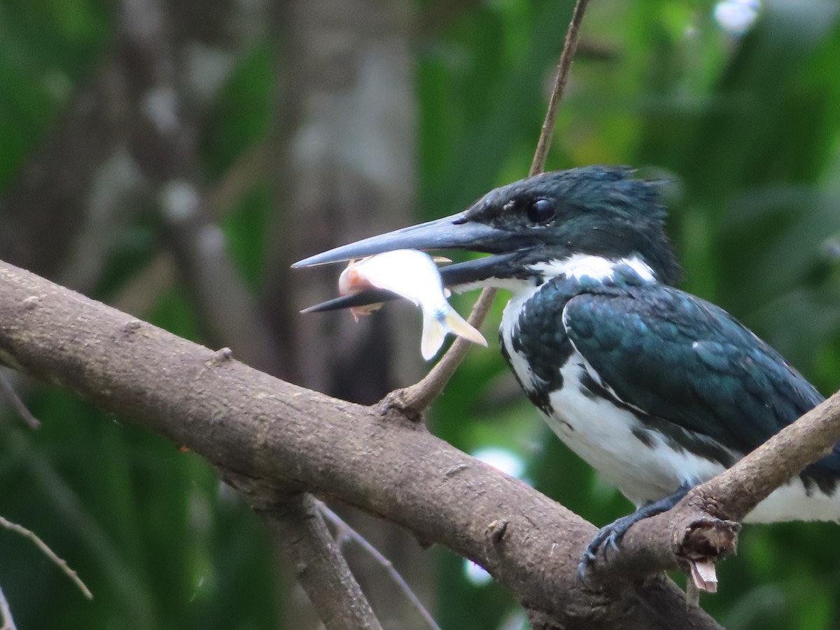 rybařík amazonský - ML643932199