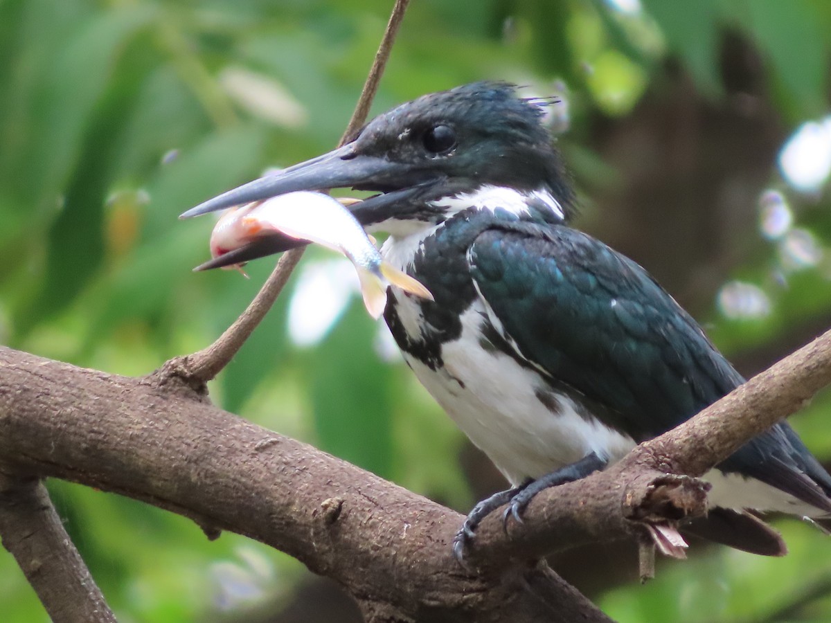 rybařík amazonský - ML643932200