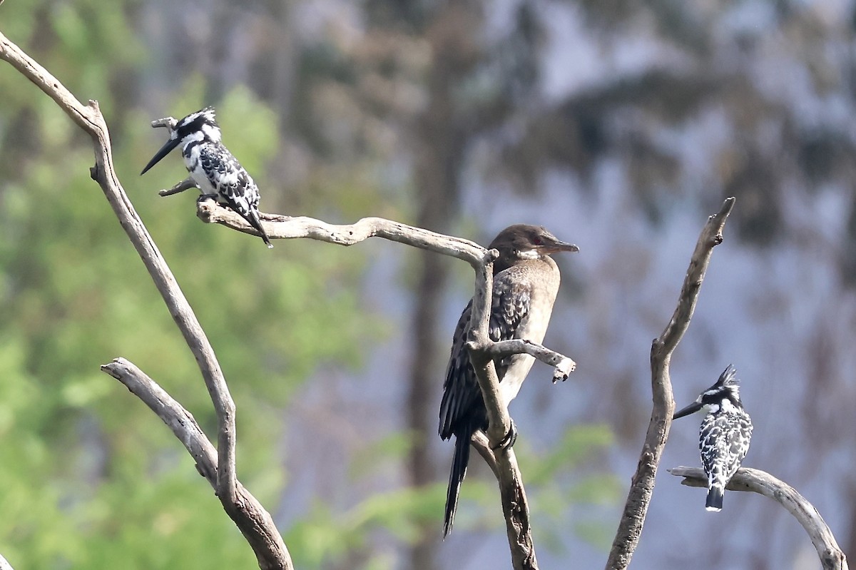 Pied Kingfisher - ML643932205