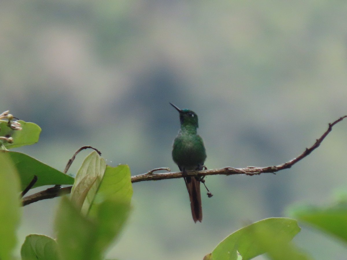 Long-tailed Sylph - ML643932209