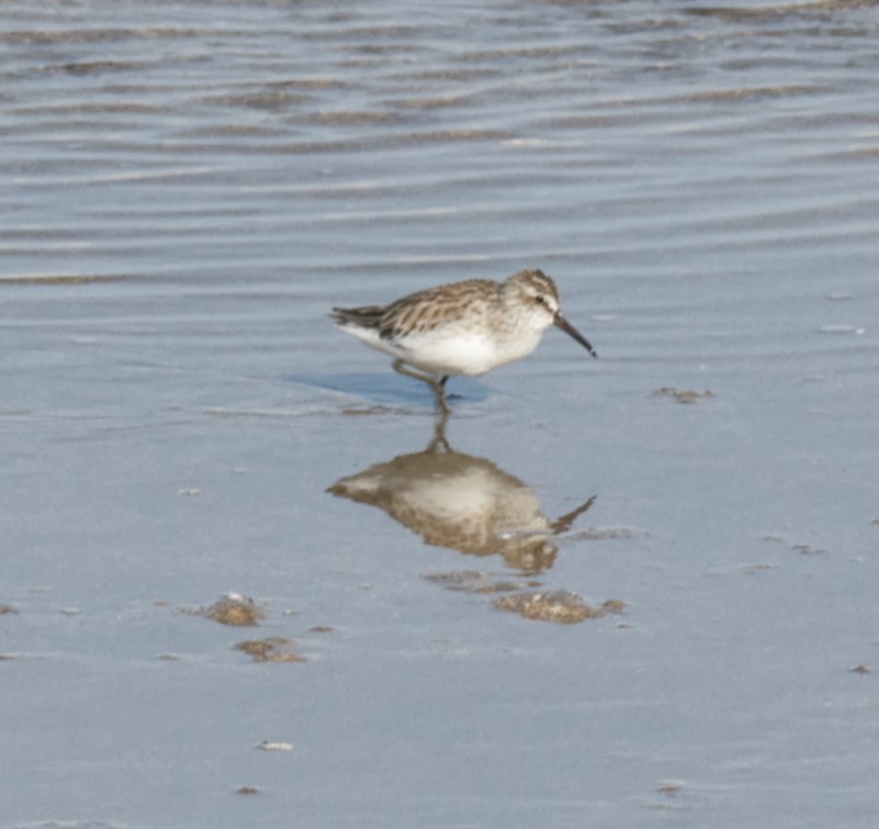 Грязовик - ML643932214